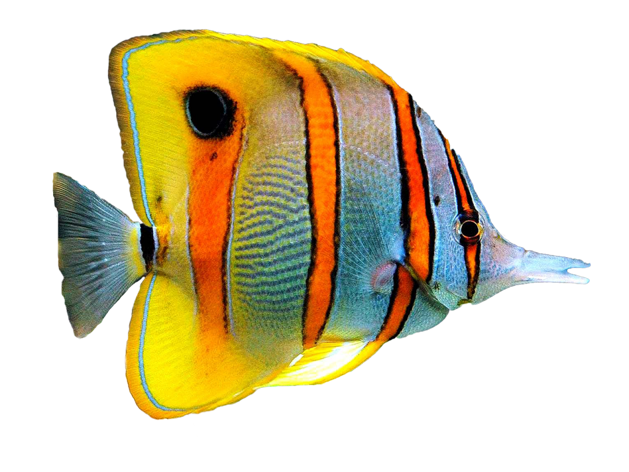 Aquarium Angelfish PNG Picture