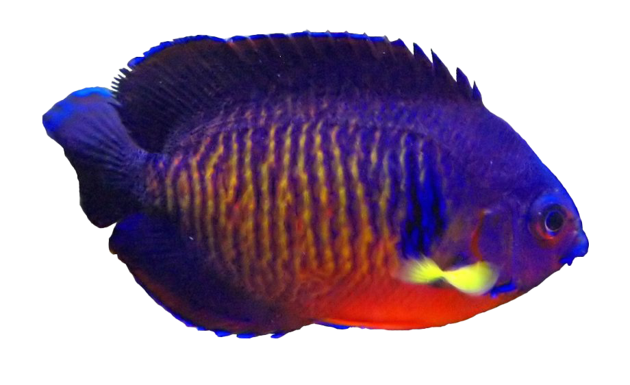 Aquarium Angelfish PNG