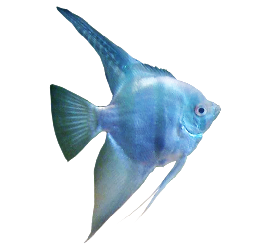 Aquarium Angelfish Transparent
