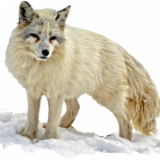 Fox do Ártico