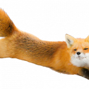 Arctic Fox PNG File Download gratuitement