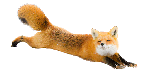 Arctic Fox PNG File Download Free