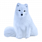 Arctic Fox Png бесплатное изображение