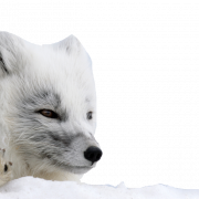 Arctic fox png imahe