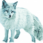Arctic Fox PNG Image File