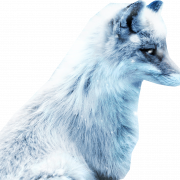 Arktischer Fuchs transparent