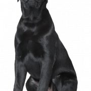 Черная собака PNG Clipart