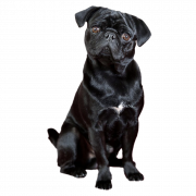 Imagen de descarga de PNG de perro negro
