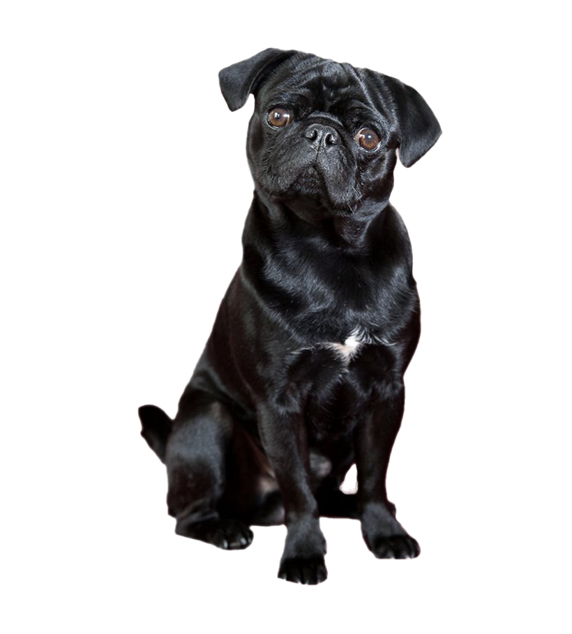 Black Dog PNG Download Image