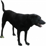 Файл PNG Черный собака