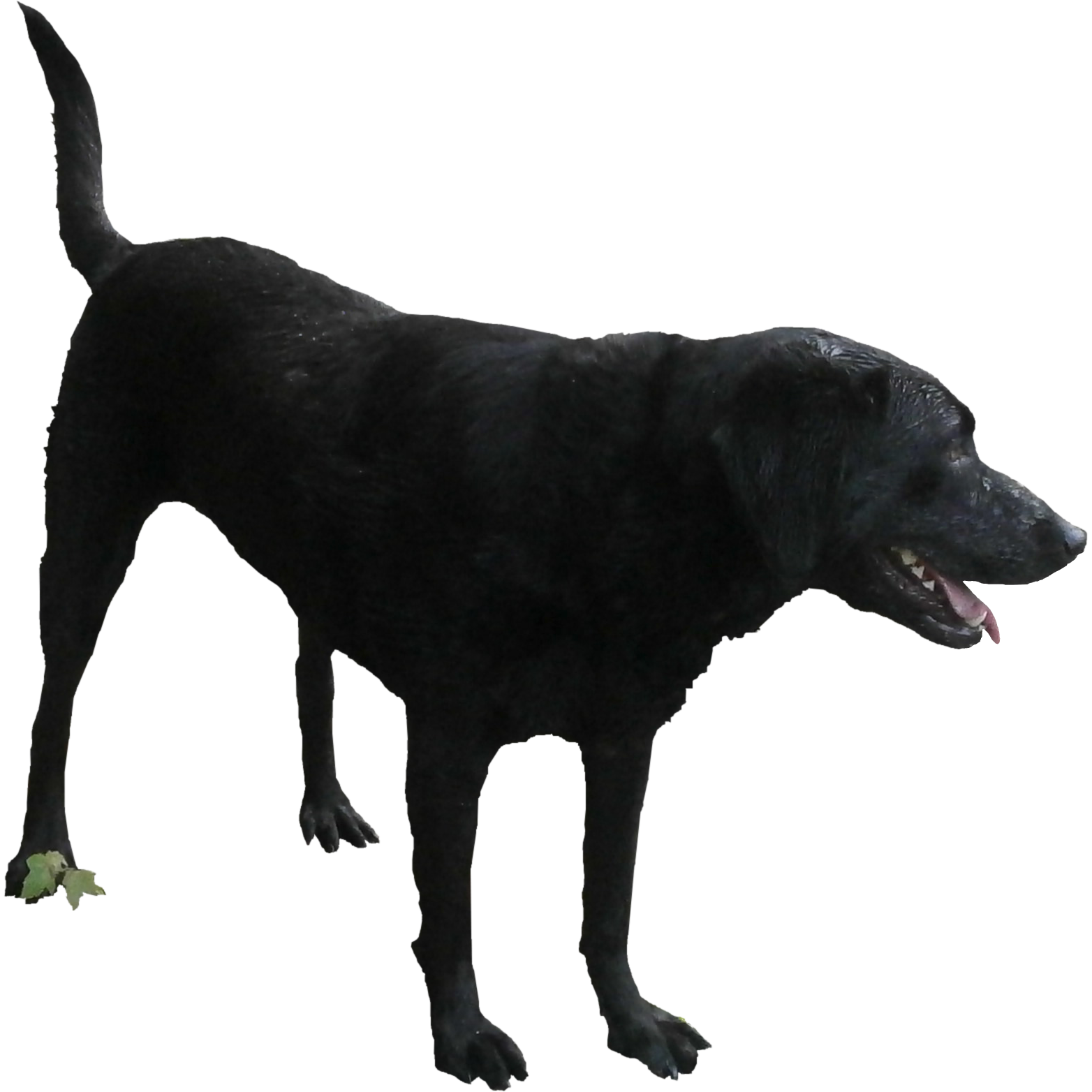 Arquivo PNG de cachorro preto