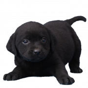 Schwarzer Hund PNG kostenloser Download