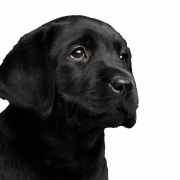 Zwarte hond png gratis afbeelding