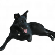 Schwarzer Hund PNG HD -Bild