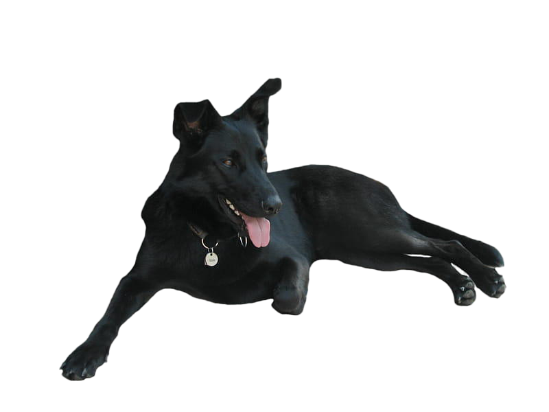 Black Dog PNG HD Image