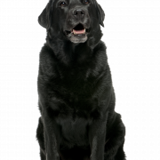 Черная собака PNG Высококачественное изображение