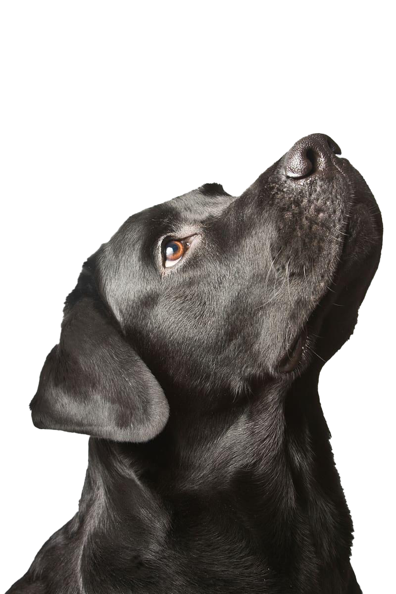 Black Dog PNG Image File