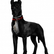 أسود الكلب PNG الصور