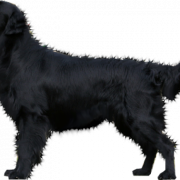 Schwarzes Hund PNG Foto