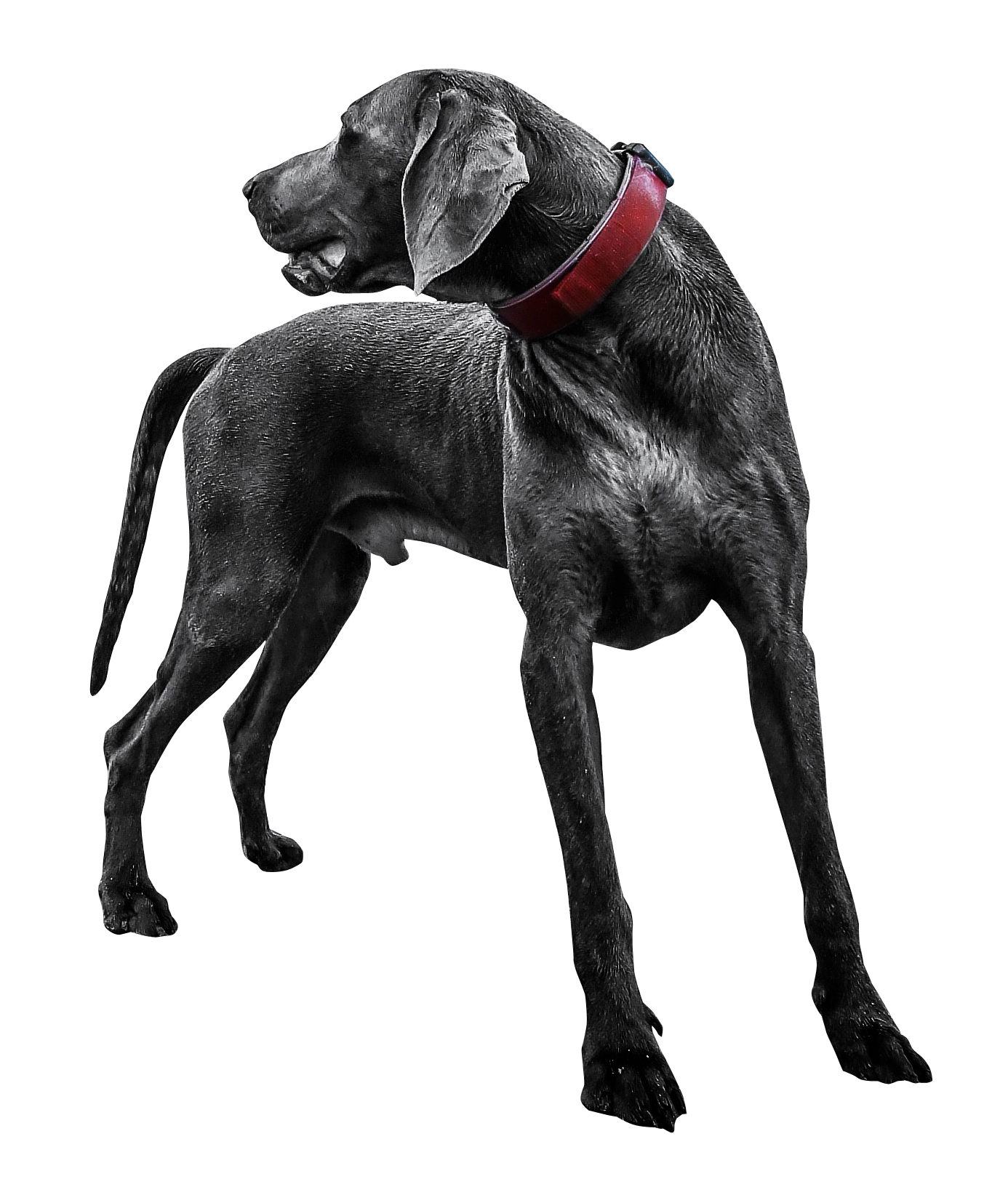 Black Dog PNG Picture