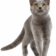İngiliz Shorthair Cat