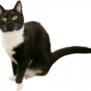 İngiliz Shorthair Cat Png