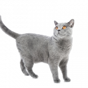 British Shorthair Cat PNG Clipart