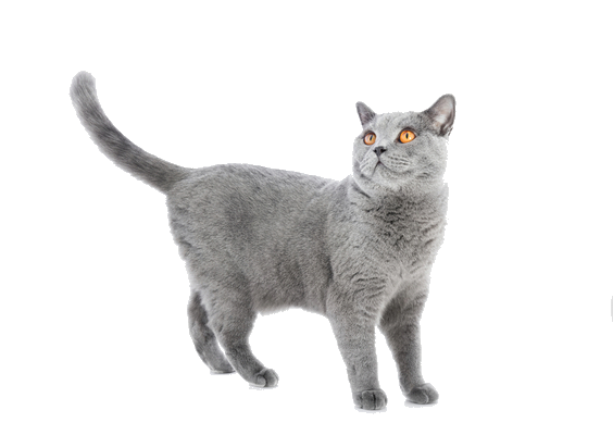British Shorthair Cat PNG Clipart