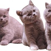 British Shorthair Cat PNG Download Image