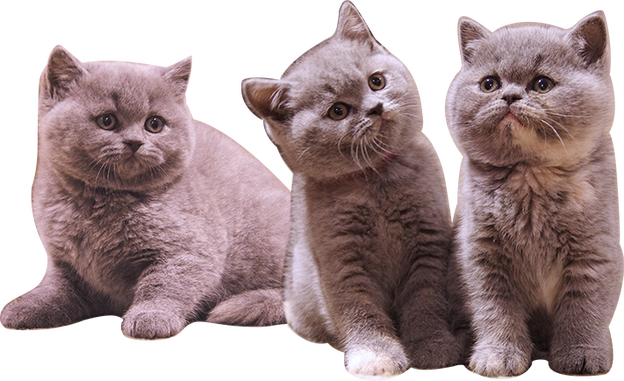 British Shorthair Cat PNG Bild herunterladen Bild