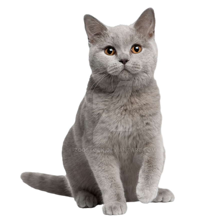 British Shorthair Cat PNG File
