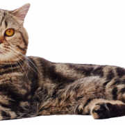 British Shorthair Cat PNG Téléchargement gratuit