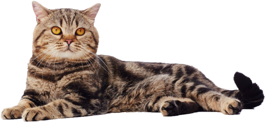 British Shorthair Cat PNG Free Download