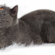 British Shorthair Cat PNG libreng imahe