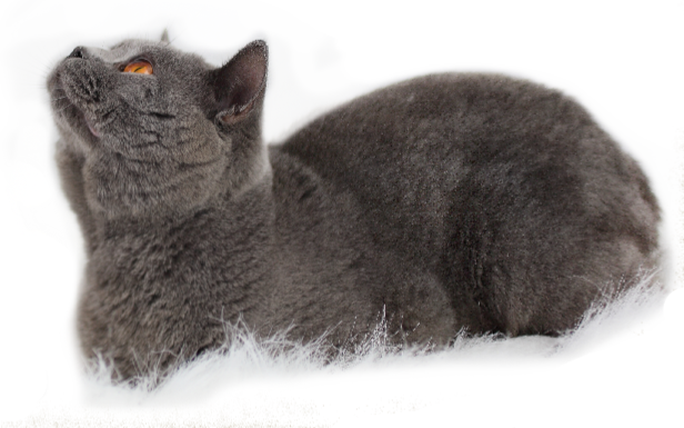 Британская школьная кошка PNG бесплатное изображение
