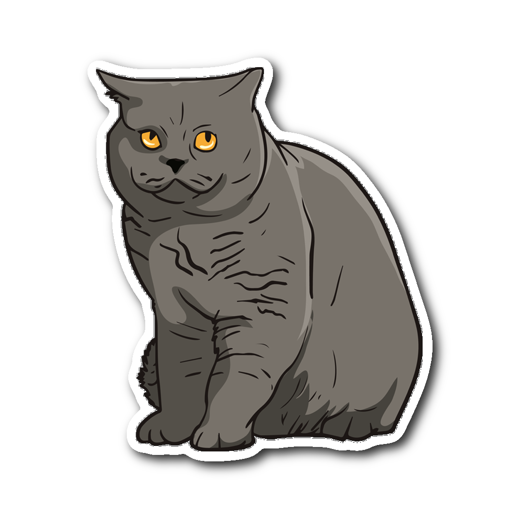 British Shorthair Cat Png HD -afbeelding