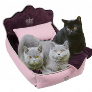 British Shorthair Cat PNG High Quality Image