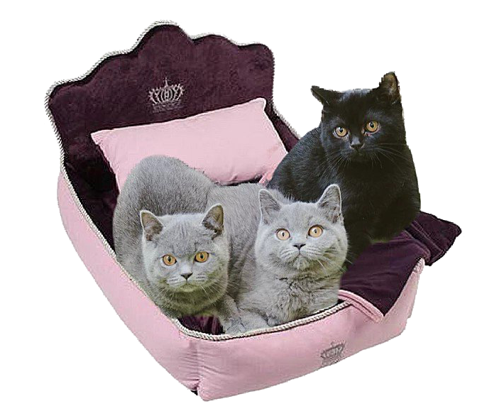 British Shorthair Cat PNG High Quality Image