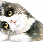 Британская школьная кошка PNG Изображение