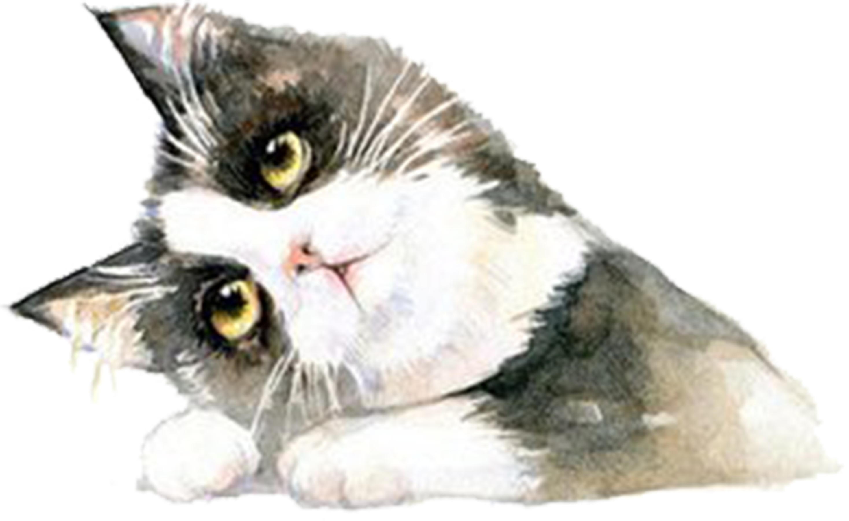 British Shorthair Cat PNG Image