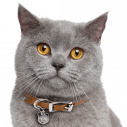 British Shorthair Cat PNG Picture