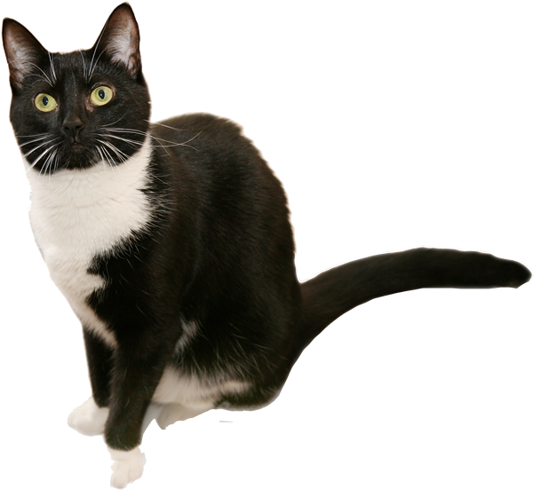 İngiliz Shorthair Cat Png