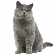 British Sherthair Cat transparente