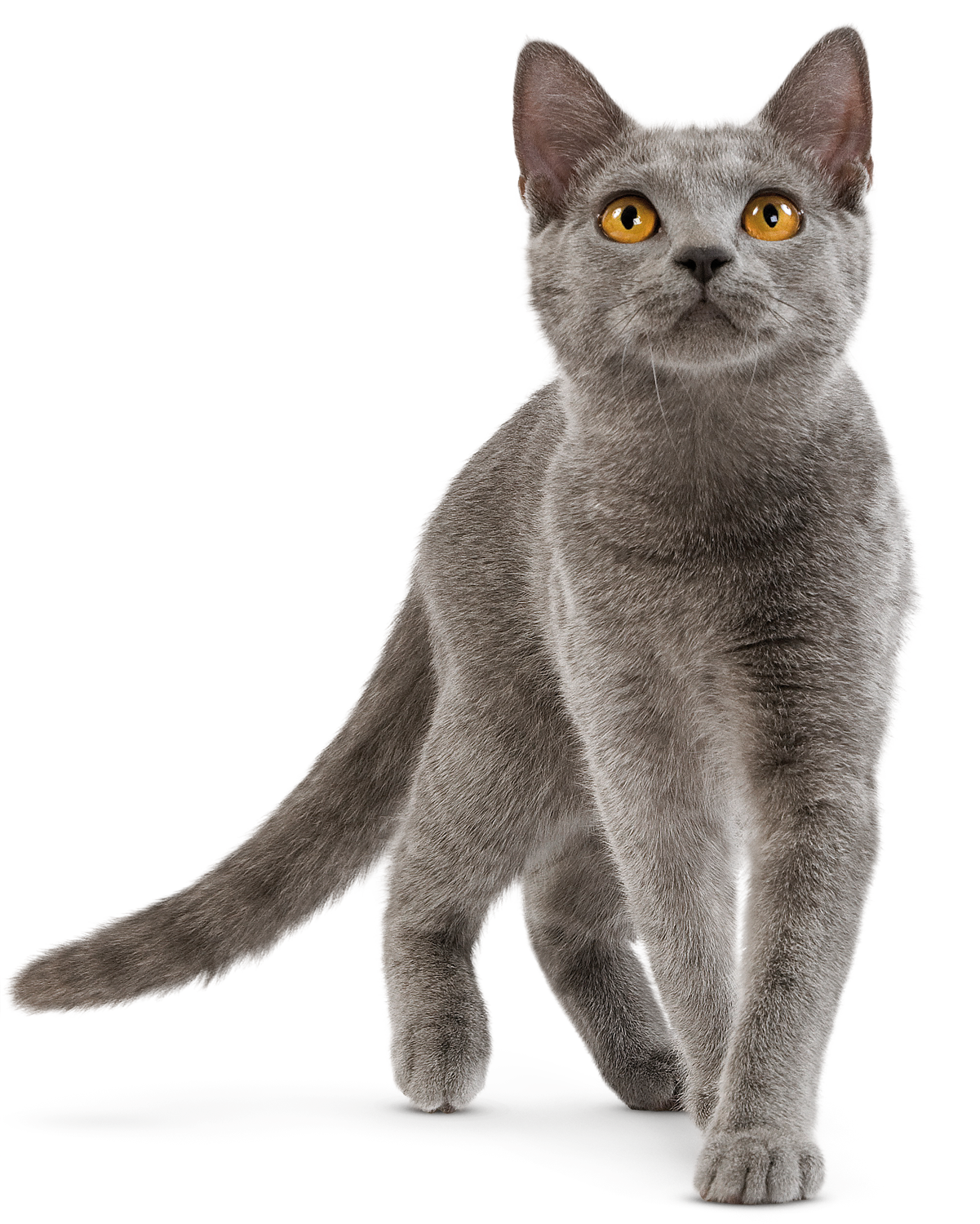 İngiliz Shorthair Cat