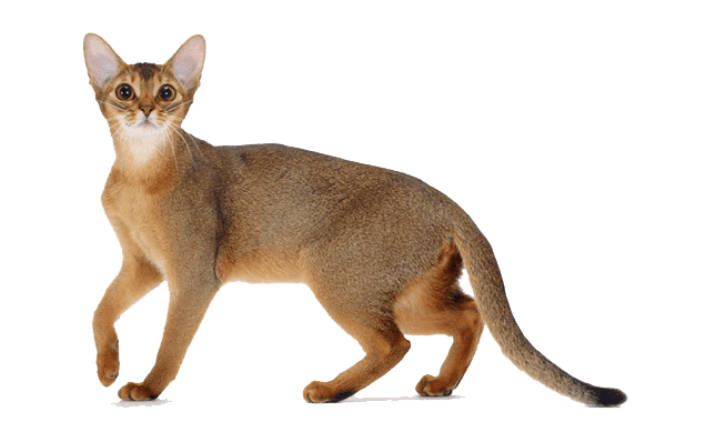 Cat Png Cat แมว Abyssinian สีน้ำตาล
