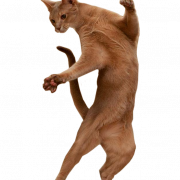 Коричневая абиссинская кошка PNG скачать изображение