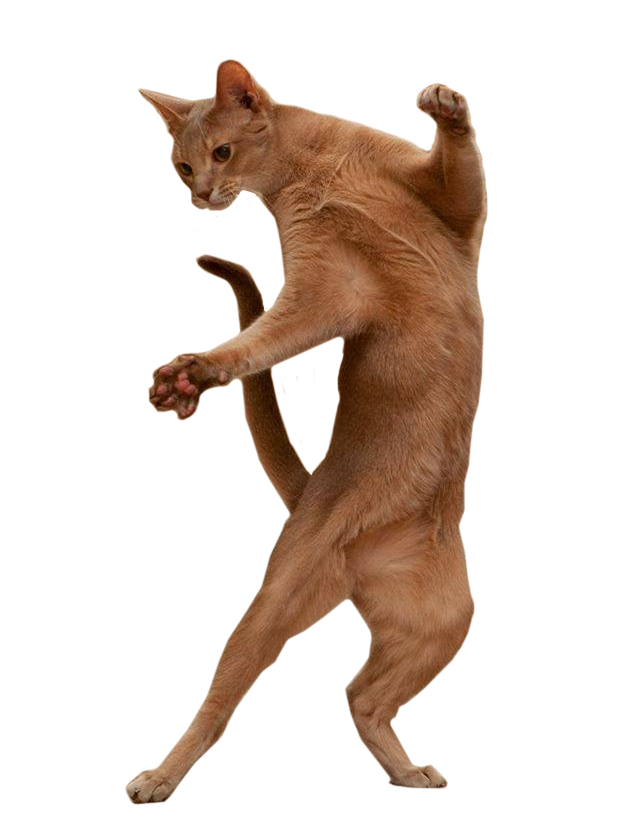 Brown Abyssinian Cat PNG Download Image