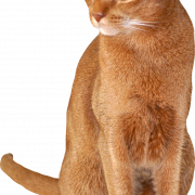 Fichier Chat abyssinien brun PNG