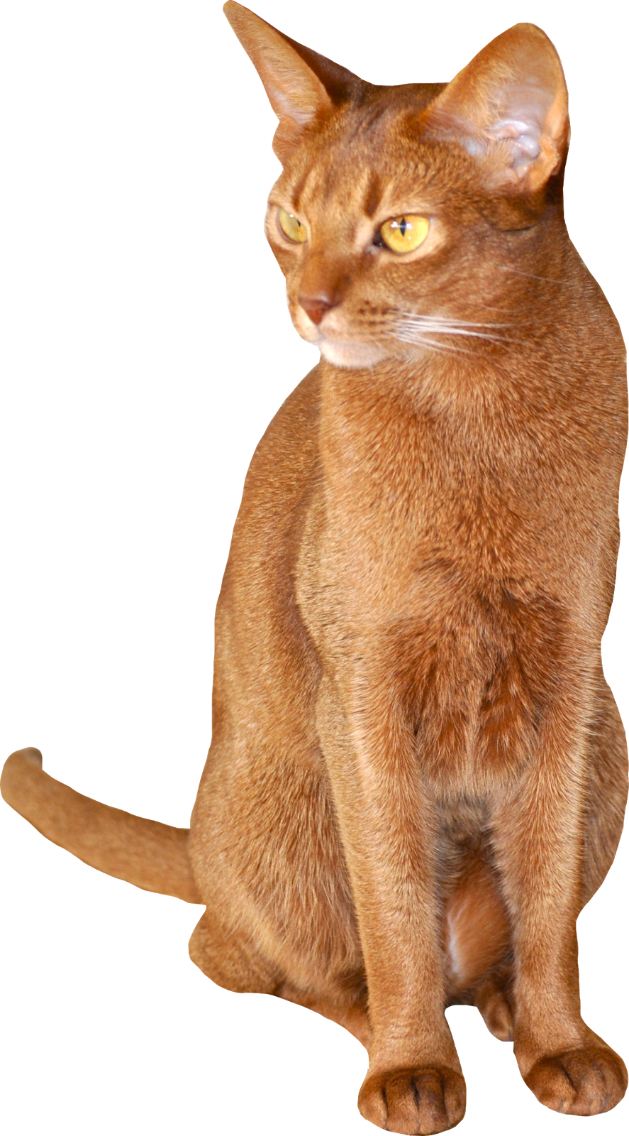 File png kucing abyssinian coklat