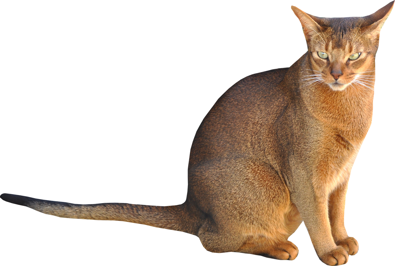 Brown Abyssinian Cat PNG Free Download